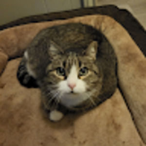 Meet your Posher, Samuel